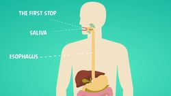 The Digestive System Instructional Video