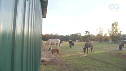 Farm Becomes Sanctuary for Animals After Tragedy Instructional Video