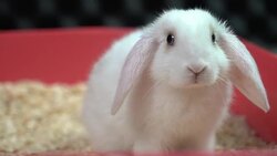 Fluffy white rabbit is looking at camera Stock Footage