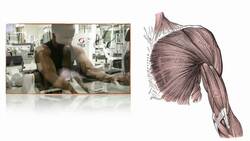 041 An Introduction to Skeletal Muscle Contraction Instructional Video