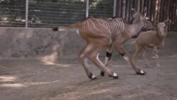 This Giant Eland Calf Is a Master At Making New Friends! Instructional Video