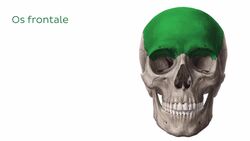 Neurocranium Instructional Video