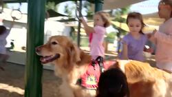 Adventures Of Sullivan The Therapy Dog Instructional Video