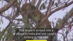 Stray leopard lurks in tree in Indian village News Clip