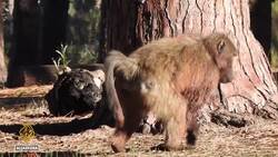 Baboons creates havoc in South Africa suburbs News Clip