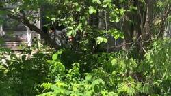 Violent arrest of Indigenous man in Saskatoon under investigation News Clip