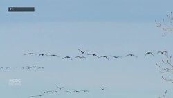 How do migratory birds know when it's time to fly back north? News Clip