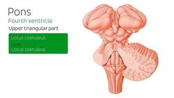 Brainstem Instructional Video