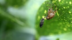 Spider Trapping Fly in Web Stock Footage