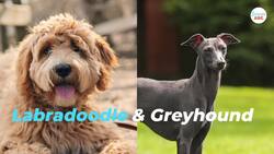 Why Don't We Have Pet Foxes? Instructional Video