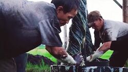 Footage scene of Vietnamese workers dyeing silk when sunrise in tan chau village, an giang, Vietnam, latest village of ancient culture to dyed, Tradition and Conserve culture concept Stock Footage