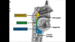Anatomy & Physiology of the Esophagus Instructional Video