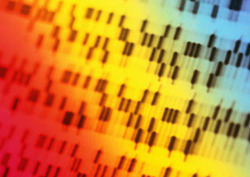 Forensics: DNA Profiling Instructional Video