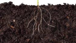 The Micro World Right Under Your Feet Instructional Video