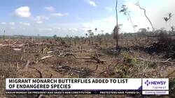 Migratory Monarch Butterfly Added To Endangered Species List News Clip