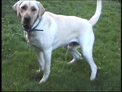 The Excretory System Instructional Video