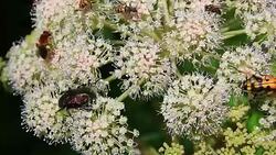 Different species of insects pollinating a white flower Stock Footage
