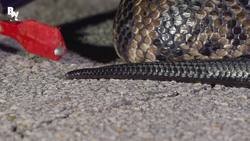 MASSIVE Cottonmouth Strikes Camera! Instructional Video