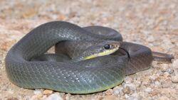 3 Most Deadly Snakes in the World Instructional Video