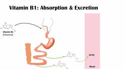 Vitamin B1 (Thiamine) Deficiency: Food Sources, Purposes, Absorption, Causes, Symptoms (ex Beriberi) Instructional Video