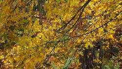 Japanese maple turning yellow in Autumn moving by slow wind Stock Footage
