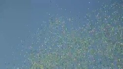holambra Petal rain tradition Stock Footage
