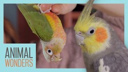 Parrot Parts | What's Normal, What's Not? Instructional Video