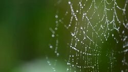 Dew in spiderweb Stock Footage