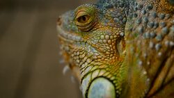 Sleeping dragon. Close-up portrait of a resting vibrant Lizard. Selective focus. Green Iguanas are native to tropical areas of Mexico, Central America, South America, and the Caribbean Stock Footage