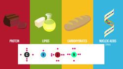 Biological Molecules Instructional Video