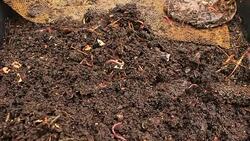 Worms - Stock video
Animal, Dirt, Fishing, Tiger, Trout Stock Footage