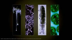 TED: Join the SETI search | Jill Tarter Instructional Video