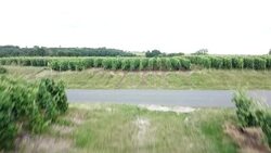 Vineyard Field Drone Shots News Clip