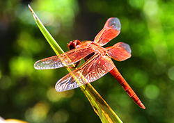 Indicator species Instructional Video