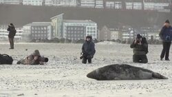 VOICED : Historic German island is nursery for North Sea seals News Clip