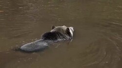 Grizzly Bear Stock Footage