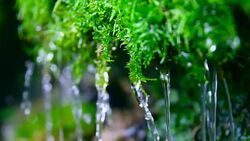 green moss with water falling Stock Footage