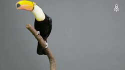 Exploring the unique world of the toco toucan Instructional Video