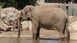 Behind-the-Scenes Footage Documents the Grand Opening of 'Elephant Odyssey' Instructional Video