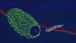 TED-Ed: The most important anus in the ocean Instructional Video