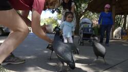 March of the Guinea Fowl! A Parade of Birds Descends on San Diego Zoo Instructional Video