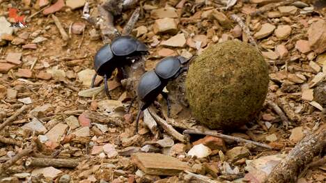 Dung Beetle BATTLE!