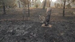 Baby kangaroo amid charred landscape after forest fire News Clip
