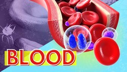 Blood Structure and Function: Why is Blood Important Instructional Video