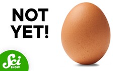 How Do Eggs Know When to Hatch? Instructional Video