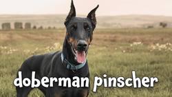 Types of Dogs! Learn about Dog Breeds for Kids Instructional Video