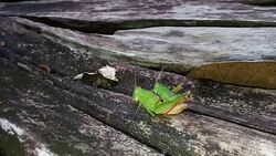 Grasshoppers are mating Stock Footage