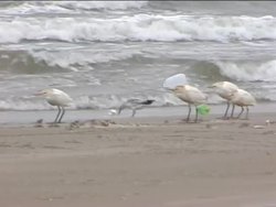 Investigating Earth's Natural Resources: Natural Resource Problems Instructional Video