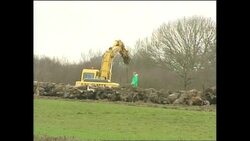Crane lifting dead cow on a farm News Clip