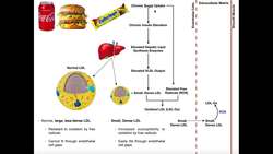 A Brief History of Fat - [Part 2 3] Instructional Video